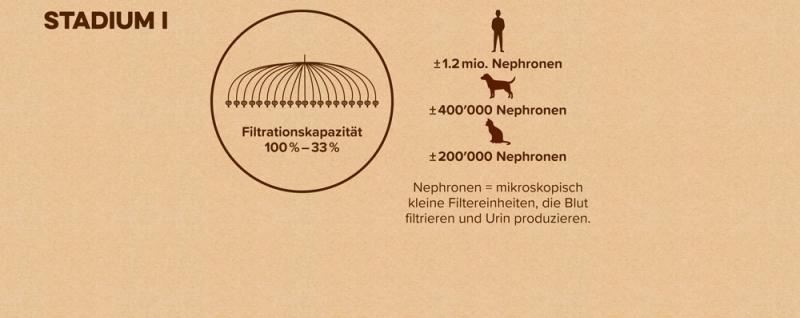 Schema: Stadium 1 einer Nierenerkrankung bei Katzen