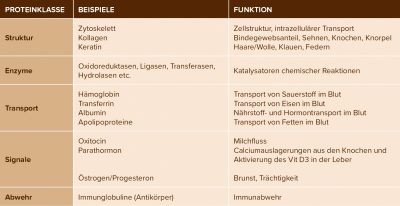 Tabelarische Auflistung der Aufgaben von Rohproteine